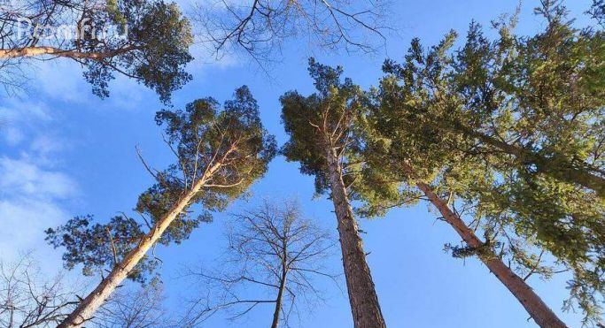 Продажа земельных участка 0.1 га, Сосновый переулок - фото 3