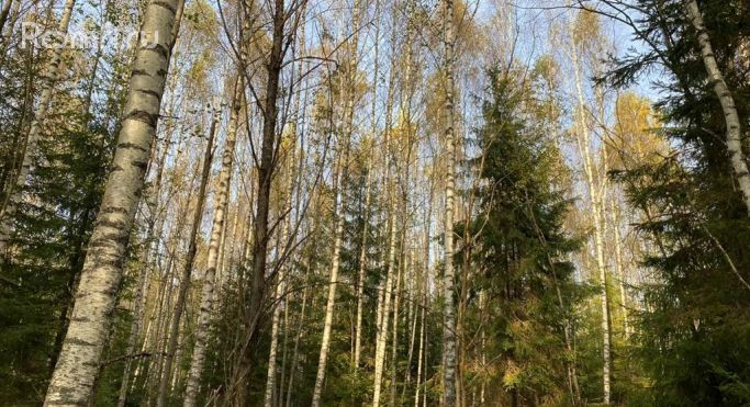 Продажа земельных участка 5 га - фото 5