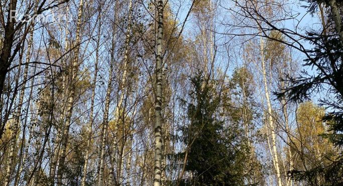Продажа земельных участка 5 га - фото 2